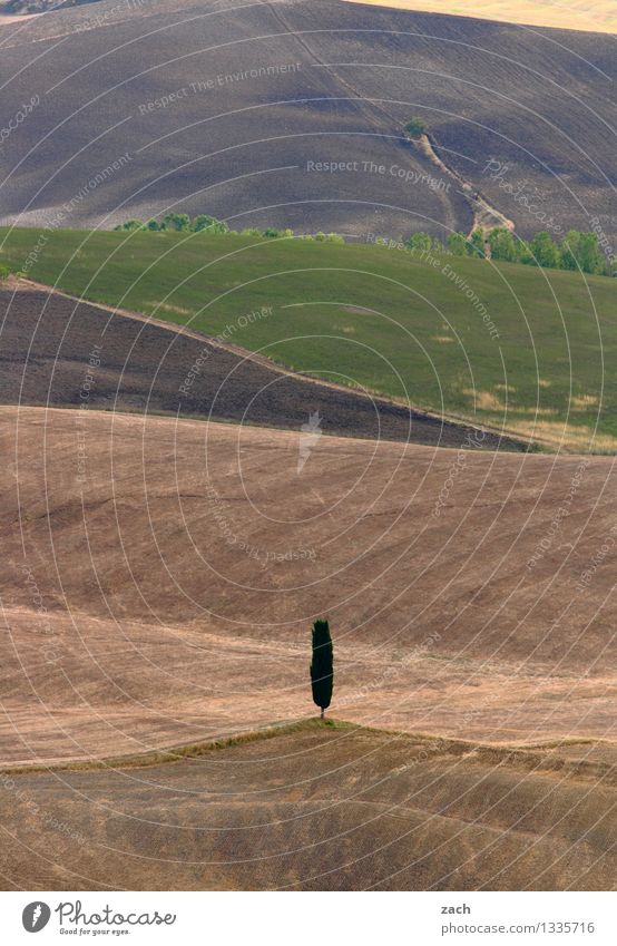 lone fighters Cypress Environment Nature Landscape Elements Earth Sand Climate change Drought Plant Tree Field Hill Desert Italy Tuscany To dry up Growth Dry