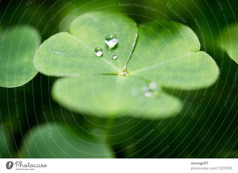 elf tears Plant Drops of water Summer Leaf Clover Cloverleaf Forest Good luck charm Four-leafed clover Small Green Black Close-up Macro (Extreme close-up)