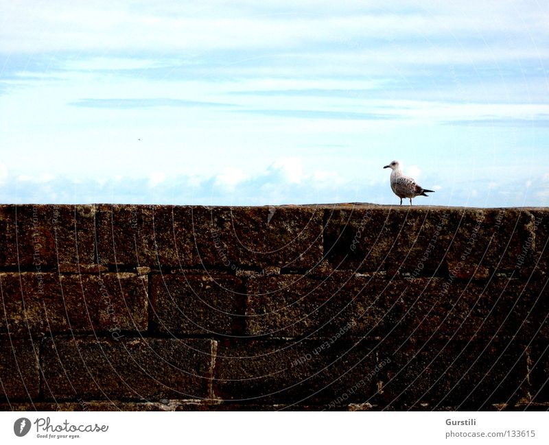 Sky Edge II Clouds Horizon Wall (barrier) Seagull Bird sky's edge Ireland