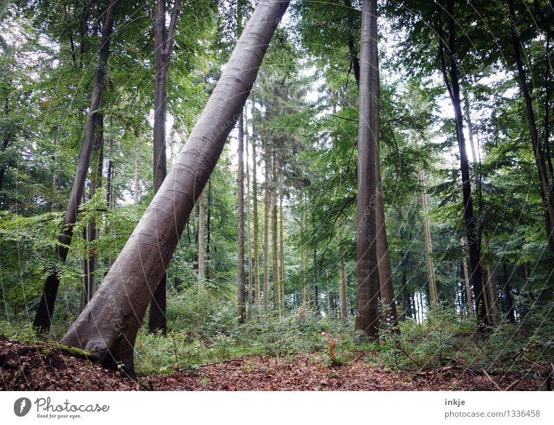 So he runs short Environment Nature Summer Autumn Tree Mixed forest Tree trunk Woodground Leaf Forest Stand Natural Sustainability Tilt Tumble down Diagonal