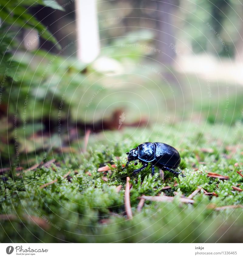 Karl has no time for questions. Nature Moss Forest Woodground Animal Wild animal Beetle dung beetle 1 Crawl Glittering Small Black Environment Colour photo