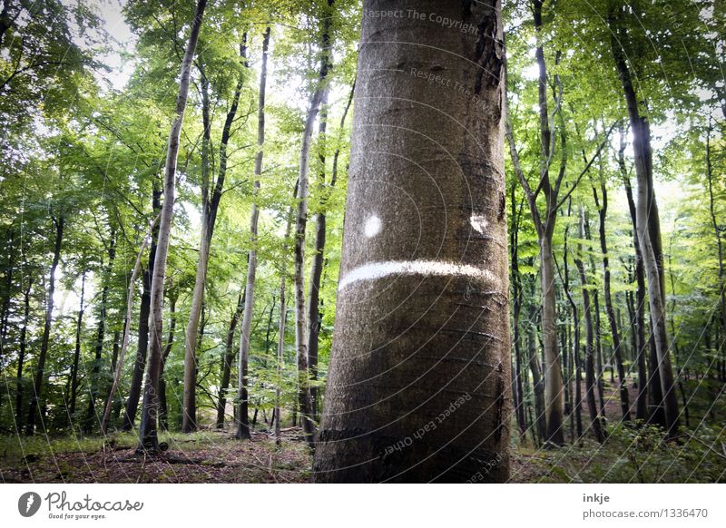 the German forest is not amused Agriculture Forestry Environment Nature Landscape Summer Tree Deciduous forest Tree trunk Wood Sign Signs and labeling Graffiti