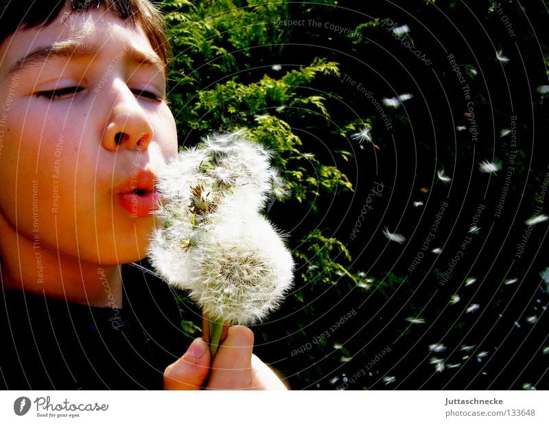200/ Many thanks for the flowers Boy (child) Child Blow Dandelion Concentrate Flower Summer Spring Flying Joy Seed Funny Distribute Garden blow away