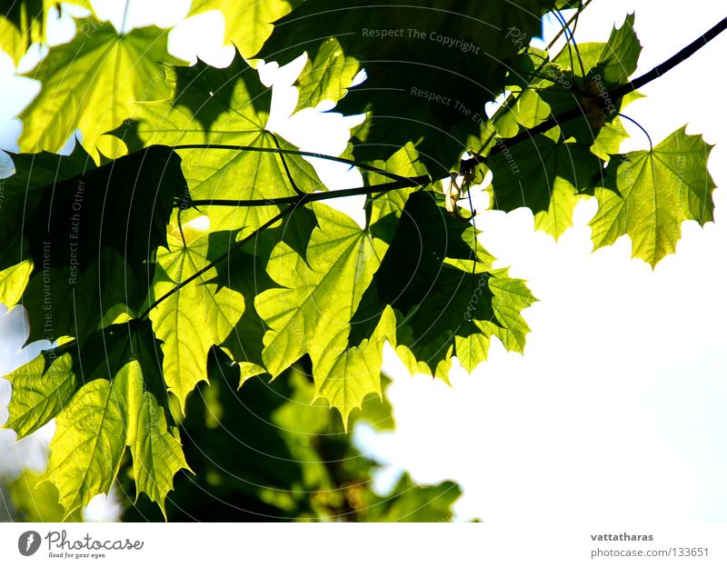 Summer Feelings Leaf Maple tree Jump Nature trees