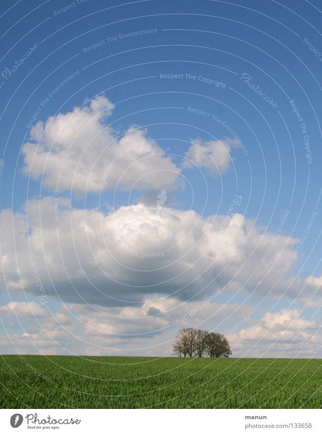 Relax Air Meadow Tree Green Clouds White Fresh Spring Breathe Cold Clean Wheatfield Agriculture Summer Far-off places Sky Field Horizon Blue Sky blue