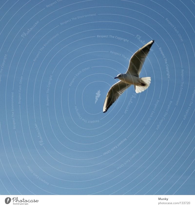 Next time I'll hit it! Common gull Seagull Black-headed gull  Square Art Glide Hover Gull birds Sky Bird Isolated Image Safety clear Clarity Blue Silver Shadow