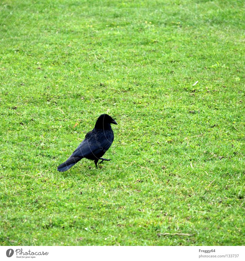 pedestrian Raven birds Bird Beak Grass Green Black Feather Sky Wing Flying Walking Floor covering