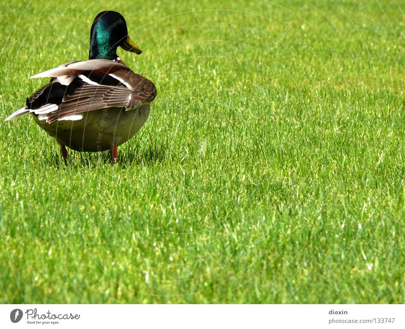 watch my back! Mallard Bird Meadow Grass Domestic duck Squeak duck Downy feather Beak Drake Waddle Duck anatinae waterfowl goose birds Lawn wild swimming duck