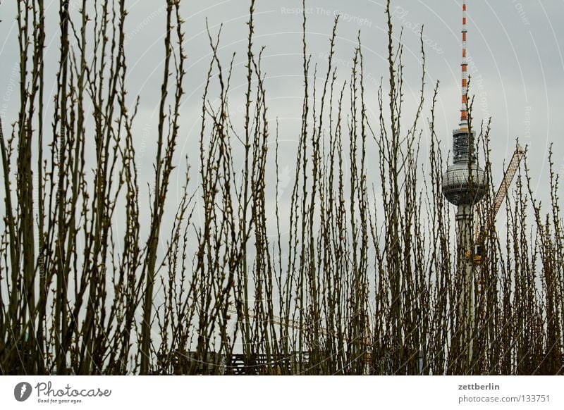 Hidden building Alexanderplatz Hedge Bushes Park Maturing time Landmark Palace of the Republic Dismantling Monument Berlin Garden Berlin TV Tower