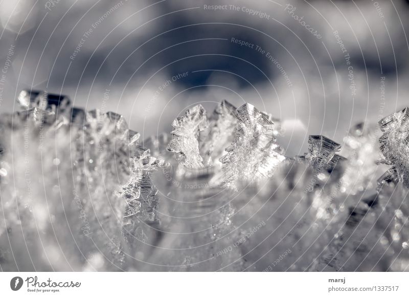 cold | e ice crystals Winter Ice Frost Ice crystal Illuminate Exceptional Thin Authentic Sharp-edged Elegant Cold Structures and shapes Colour photo