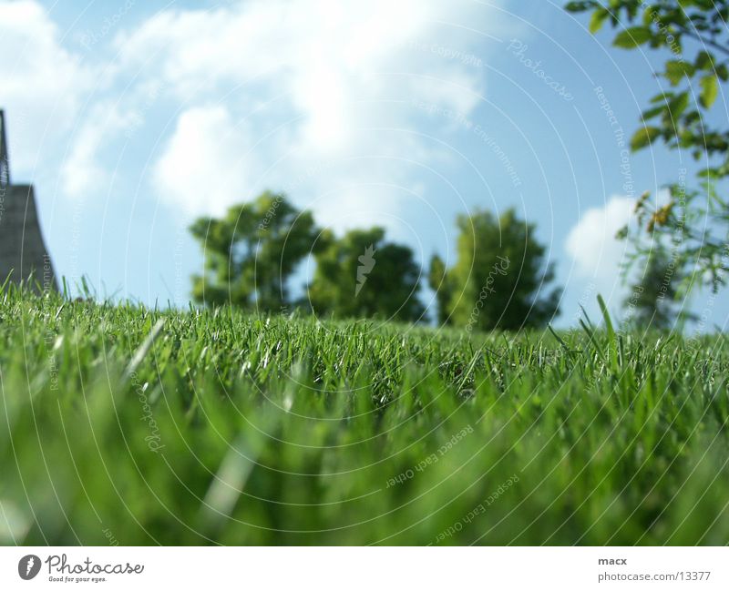 MoonsVerde Grass Tree Green Calm Serene Nature Sky