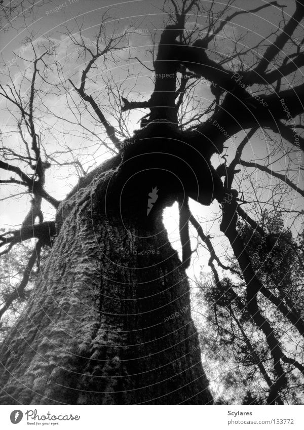 A tribute to Simon Marsden Tree Creepy Forest Gray scale value Dark Transience Fairy tale Tree bark Threat Brittle Black & white photo Fear Panic Death Branch