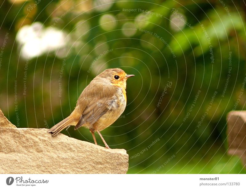 Encounter in the garden Robin redbreast Wall (barrier) Curiosity Skeptical Calm Bird Garden Nature privacy