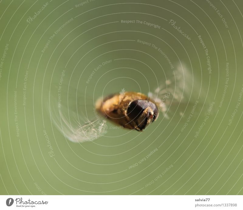 hover flight Nature Animal Fly Animal face Wing Drone fly Insect 1 Flying Free Small Athletic Brown Movement Speed Ease Hover Compound eye Endurance