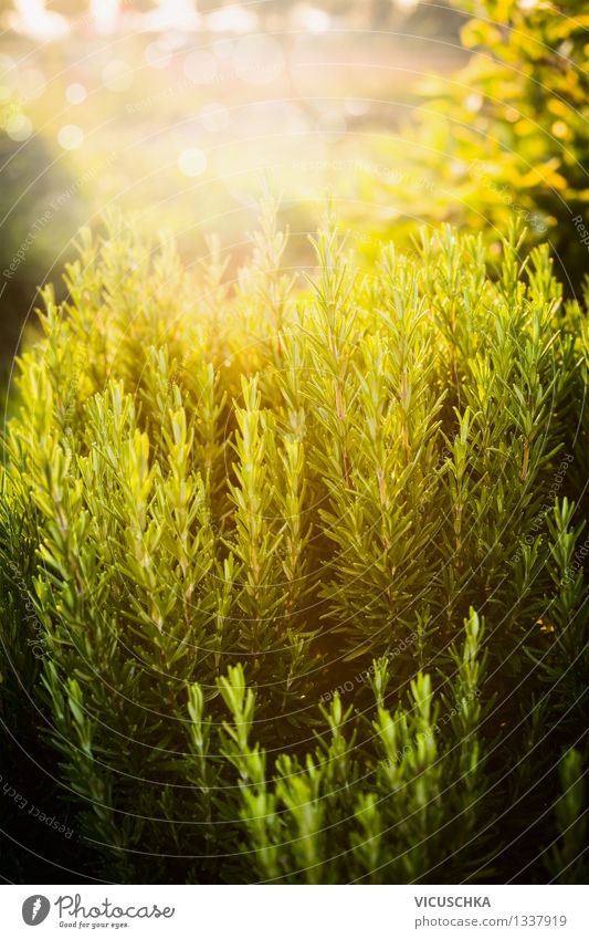 Rosemary in the garden. Food Herbs and spices Lifestyle Healthy Eating Summer Garden Nature Plant Sun Sunrise Sunset Sunlight Spring Autumn Beautiful weather
