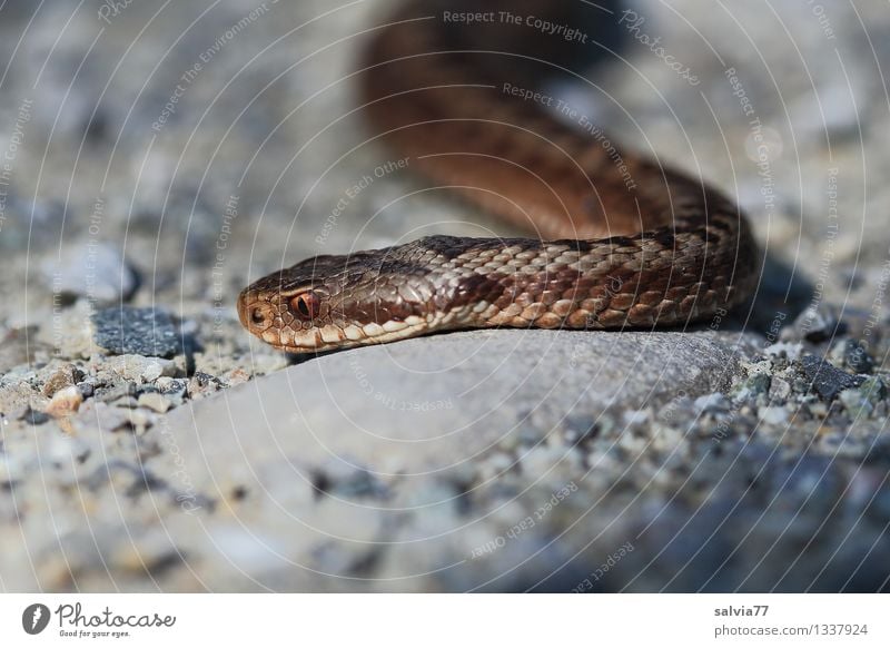 snake's eye Environment - a Royalty Free Stock Photo from Photocase