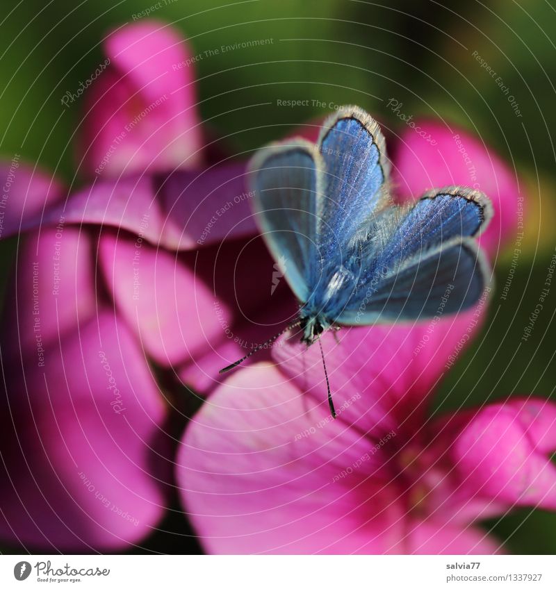 Blue in Pink Harmonious Well-being Senses Fragrance Nature Plant Animal Summer Flower Blossom Sweet pea Garden Wild animal Butterfly Wing Polyommatinae Insect 1