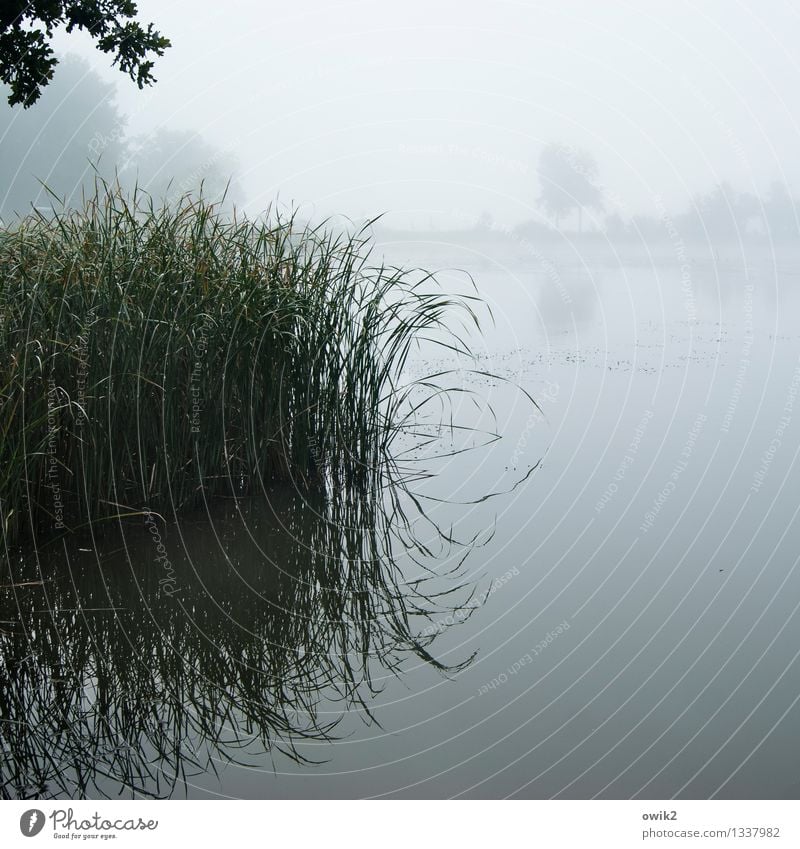 Misty morning fog Environment Nature Landscape Plant Air Water Sky Autumn Fog Reeds Aquatic plant Far-off places Glittering Infinity Wet Natural Moody Hope