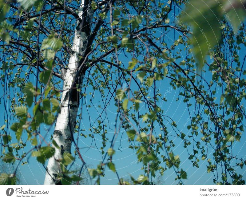 Sky blue with birch green Spring Summer Tree Birch tree Tree trunk Tree bark Leaf Light blue Bright green White Brown Alba white birch Branch Beautiful weather