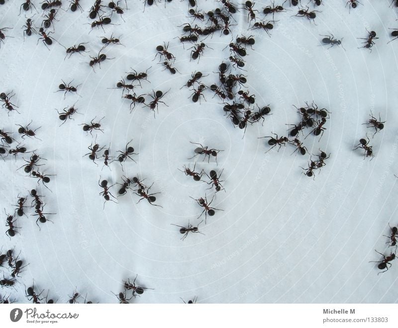 The big crawl Ant Small Diminutive Handkerchief White Soft Crawl Speed Tree Waldameise Insect Rectangle Background picture Urine bustling flashlights Pain