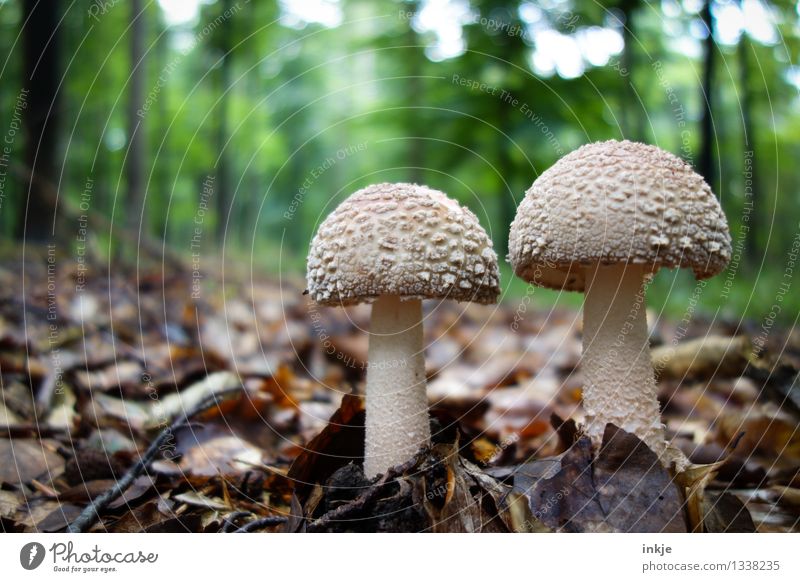 two little men standing in the forest Food Mushroom mop of hair Nutrition Nature Summer Autumn Leaf Forest Woodground Growth Natural Brown Idyll 2