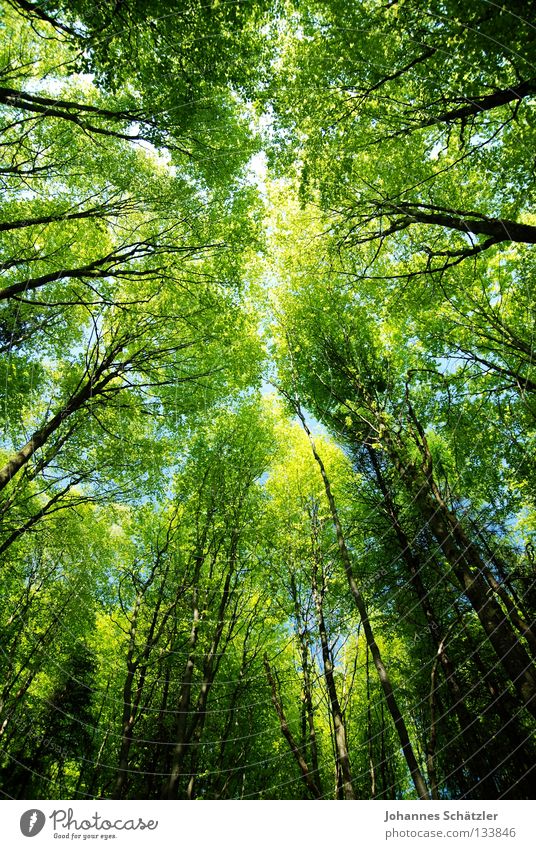 fairytale forest Sky Forest Sky blue Geometry Deciduous tree Beech tree Beech wood Coniferous forest Deciduous forest Glade Paradise Perspective Clearing Calm