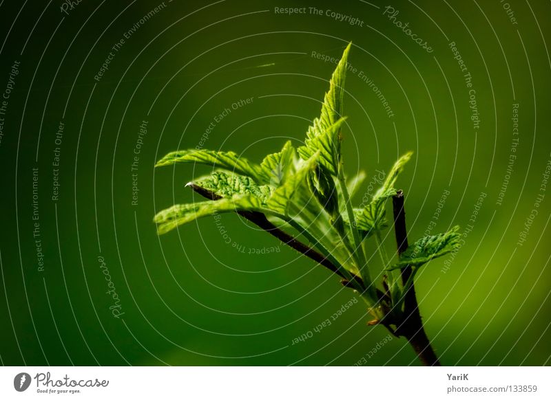 green shade 99b515 Sprout Growth Flourish Edge of the forest Plant Physics Sunbeam Spring Sunlight Sunset Green Greeny-yellow Leaf green Undergrowth Bushes Hope