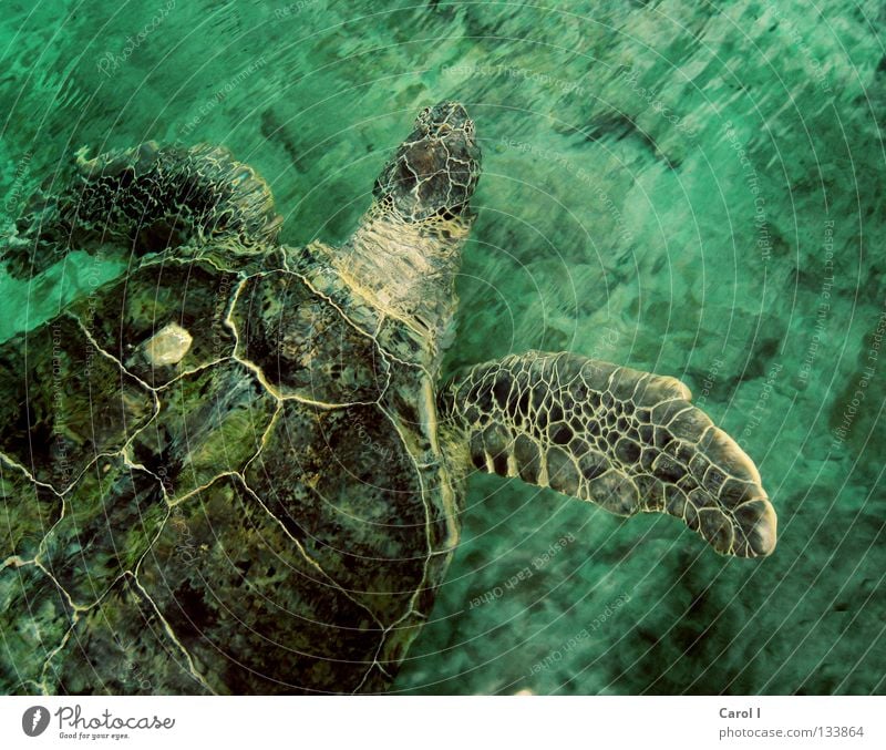 Hey, Dude! Turtle Turles Green Animal Old Dive Finding Nemo Pattern Waves Life Turquoise Cyan Underwater photo Undulating Speed Giant tortoise Reptiles