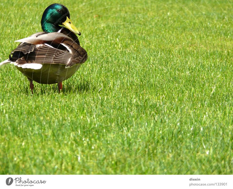 what´s up? Mallard Bird Meadow Grass Domestic duck Squeak duck Downy feather Beak Drake Waddle Duck anatinae waterfowl goose birds Lawn wild swimming duck