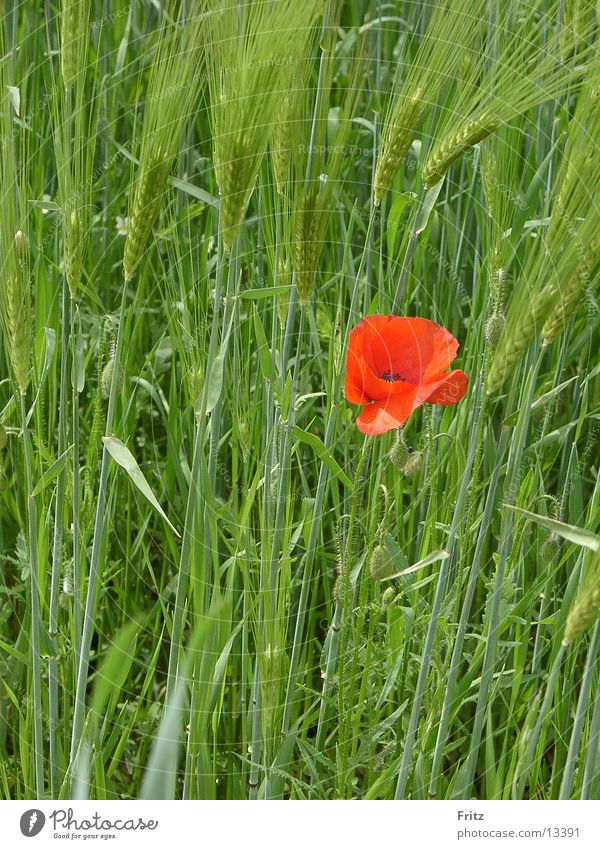 mohni Poppy Spring Cornfield Red Grain