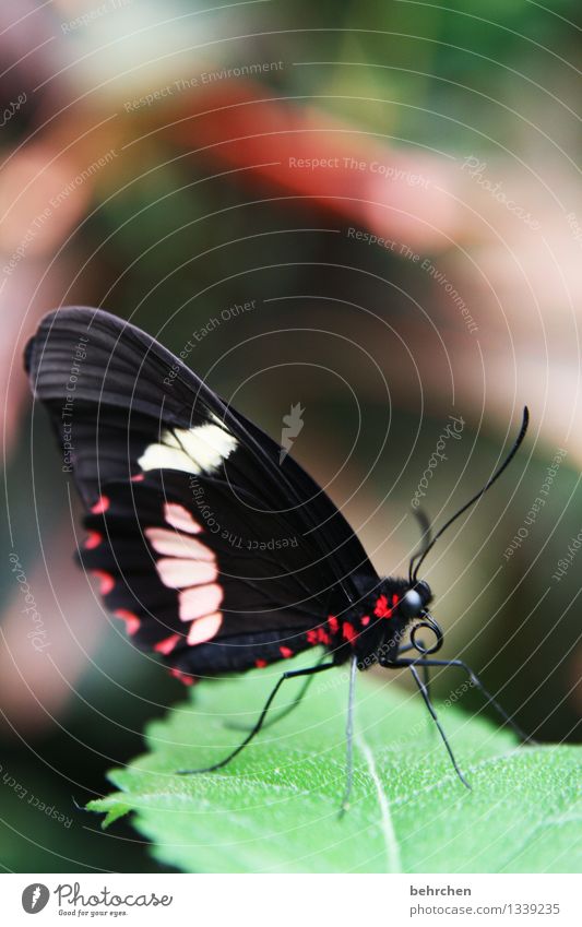 Look at me! Nature Plant Animal Spring Summer Beautiful weather Tree Leaf Garden Park Meadow Wild animal Butterfly Animal face Wing 1 Observe Relaxation Flying