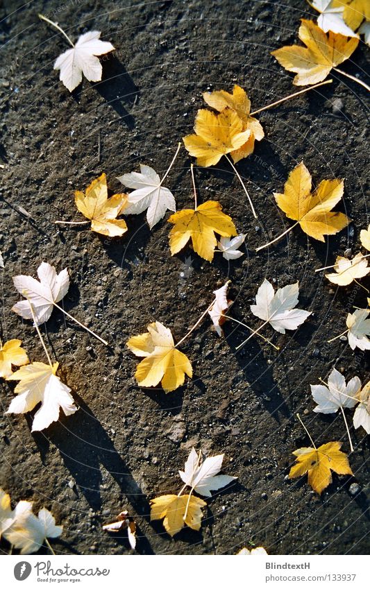 autumn foliage Leaf Autumn Bird's-eye view Distributed Yellow Black White Blown away Grief Transience Earth Sand Floor covering Stone Ground Gold Lanes & trails