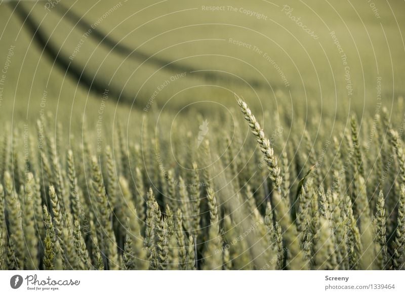 A path in the cornfield... Nature Landscape Plant Summer Agricultural crop Grain Wheat Field Growth Green Lanes & trails Curved Tracks Colour photo