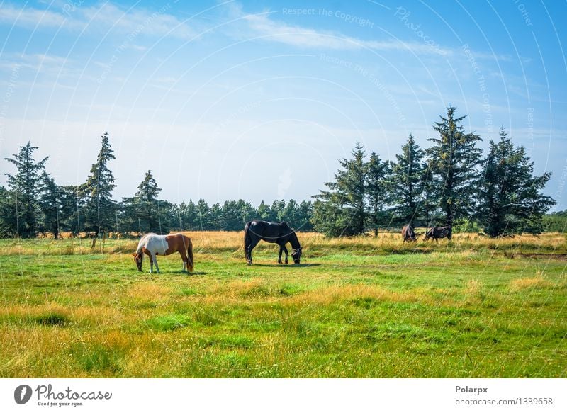 Horses on a field Elegant Face Harmonious Sports Nature Landscape Animal Leather To feed Brown Competition head equestrian Bridle equine equipment stallion