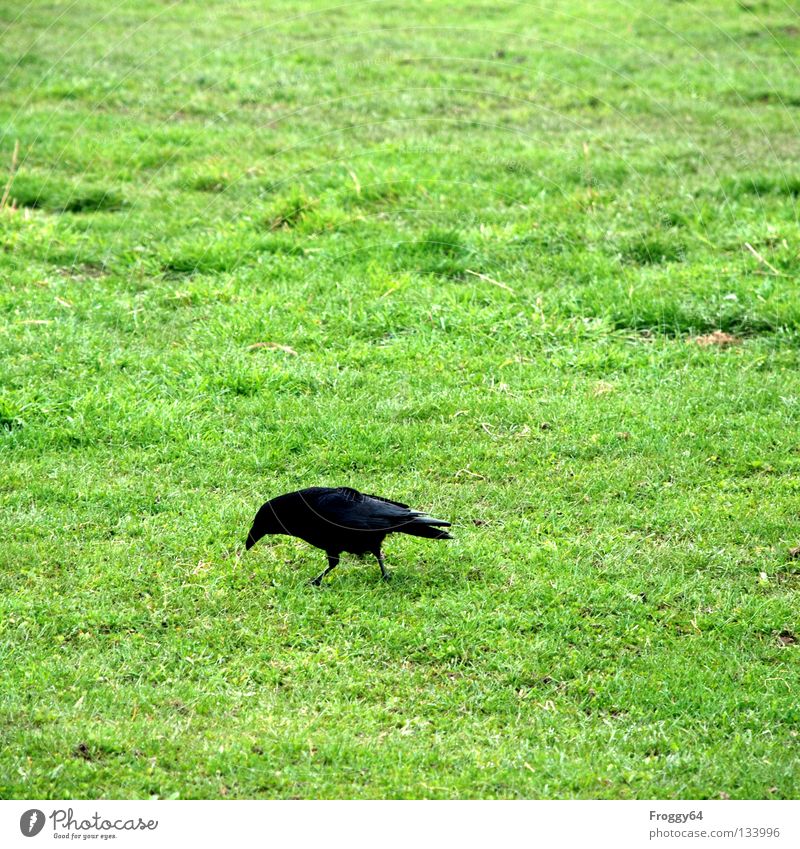 search for food Raven birds Bird Beak Black Green Grass Worm Feed Nutrition Search Find Meadow Enclosure Sky Wing Feather Food courtyard of the mouth