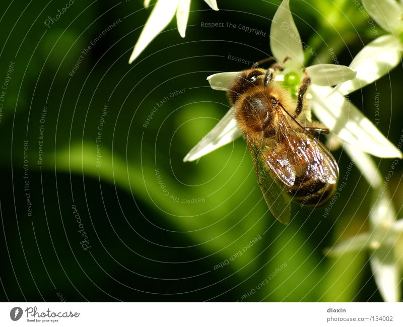 making of wood garlic-honey Bee Honey Club moss Blossom Pollen Stamen Collection Spring Insect Bee-keeping Bee-keeper Maja Beehive Summer Nectar Flying