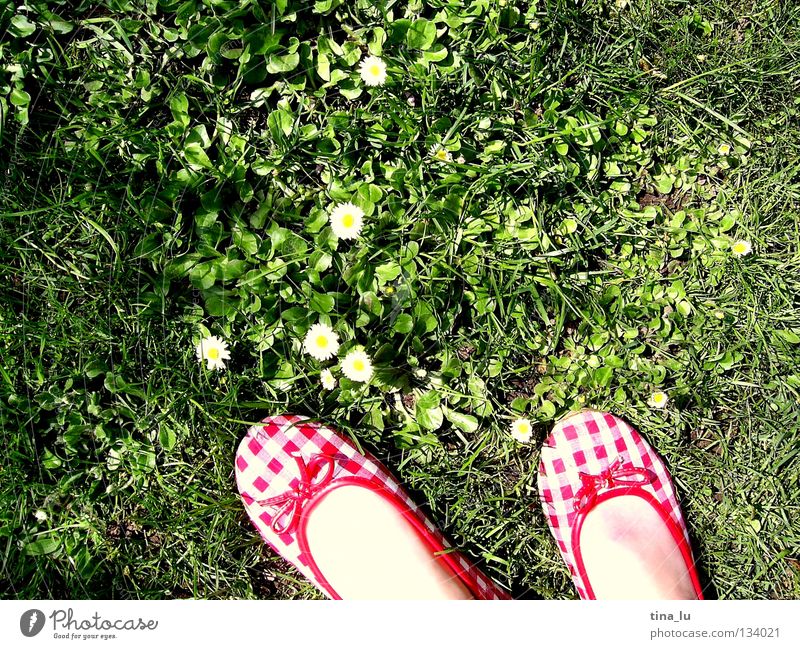 spring shoe I Spring Fresh Meadow Grass Green Daisy Grass green Flower Footwear Red Checkered Summer Summery White Toes Barefoot Blade of grass Dandelion