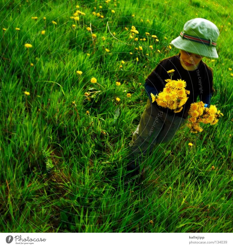 Mother's Day Child Grass Meadow Flower Dandelion Man Human being Father's Day Playing Growth Going To fall Summer Spring Jump Toddler Air Life Lifestyle