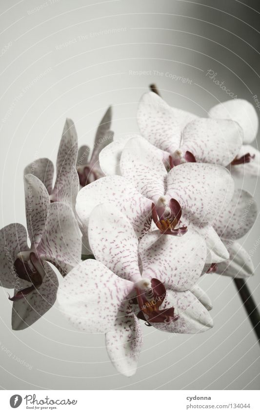 favorite White Flower Plant Orchid Beautiful Grown Blossom Chic Lovely Honey Eye-catcher Flat (apartment) Embellish Place down Houseplant Botany Angiosperm