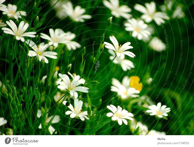 forest romance Flower Blossom Spring Blossoming Growth Flourish White Green Beautiful Romance glow strewn Shadow Beautiful weather chickweed