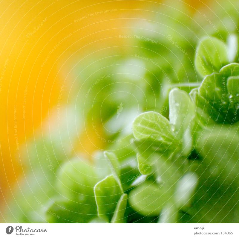 fresh II Fresh Rain Drops of water Yellow Easy Flexible Weightlessness Hover Blur Flower Macro (Extreme close-up) Near Retroring Beaded Soft Delicate Fine Curve