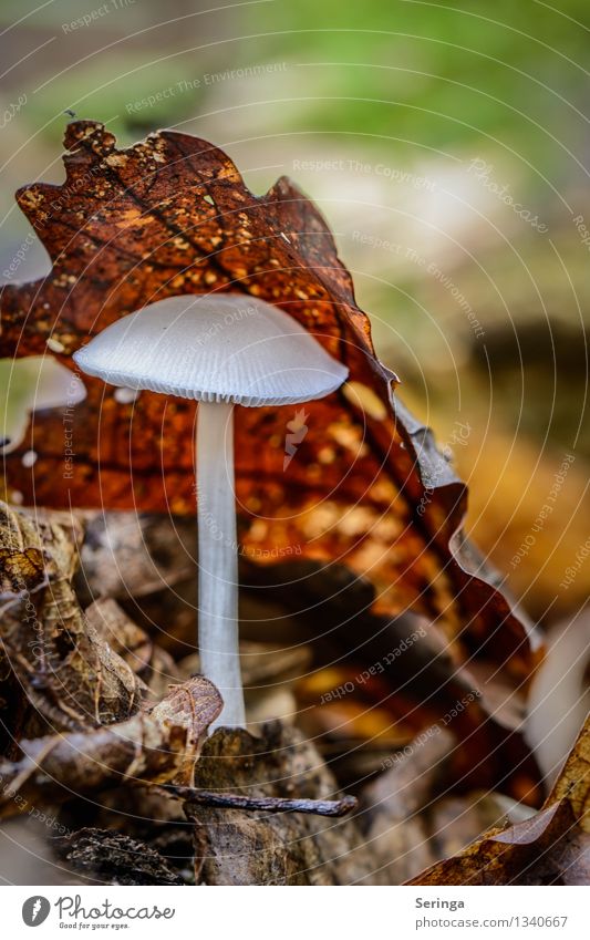 decorative screen Environment Nature Landscape Plant Animal Summer Autumn Moss Garden Park Meadow Forest Stand Growth Mushroom Mushroom cap Beatle haircut