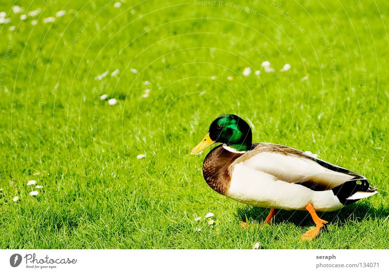 Duck Duck birds Relaxation Break Restful Bird Quack Beak Feather Mallard Animal Nature Masculine Wild animal Meadow Pasture Watchfulness Looking Drake