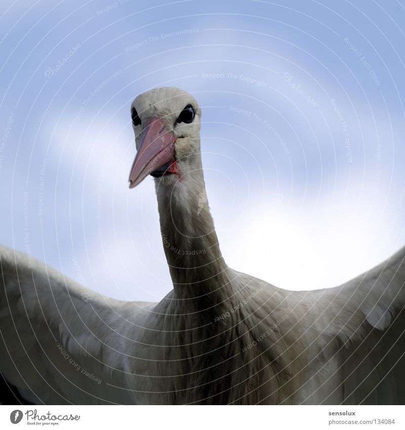 eyeball to eyeball Stork Bird Frontal Departure Posture Exterior shot Wing Feather Sky Nature Detail Funny