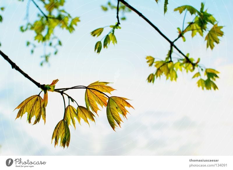 spring awakening Tree Leaf Green Yellow Physics Fresh Spring Force Summer Sprout Growth Relaxation Calm Serene Contentment Warmth Sun Invent Nature