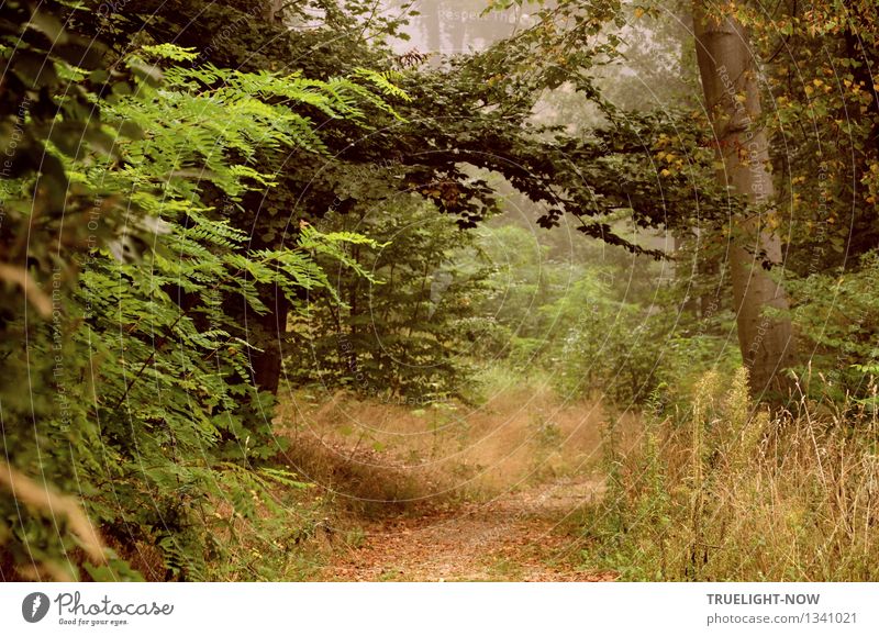 Fairyland... Nature Landscape Plant Earth Summer Autumn Beautiful weather Fog Tree Grass Bushes Leaf Wild plant Park Forest Hill Near Natural Clean Brown Gray