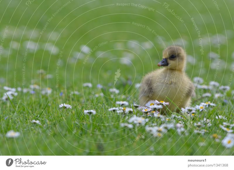 the lonesome Plant Animal Flower Blossom Park Meadow Bird Gray lag goose 1 Baby animal Beautiful Curiosity Yellow Green Protection Love Love of animals Soft