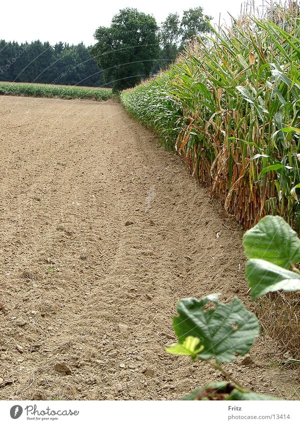 field-in-summer Field Summer Maize