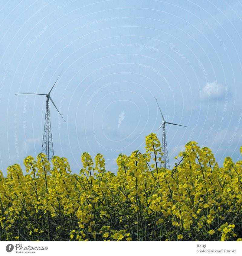 two wind turbines stand behind yellow flowering rape in front of a blue sky Wind energy plant Aspire Length Across 2 Towering Large Rotate Electricity
