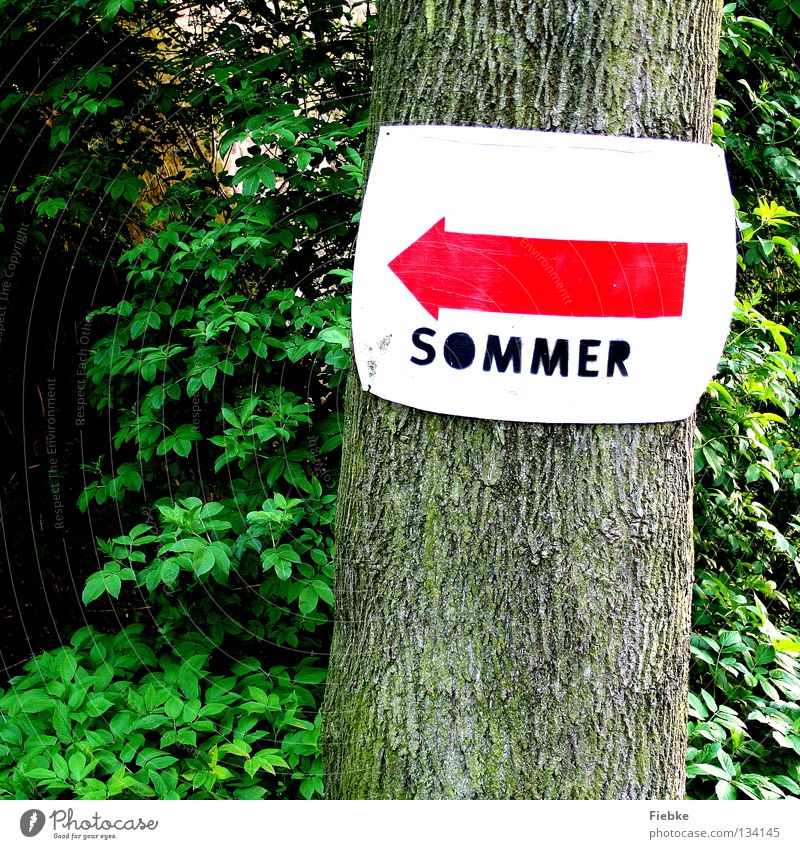 That way! Summer Arrow Signs and labeling Tree Forest Bushes Turn off Lanes & trails Road marking Roadside calvery Indicate Leaf Navigation Tree bark